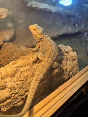 Bartagame weiblich