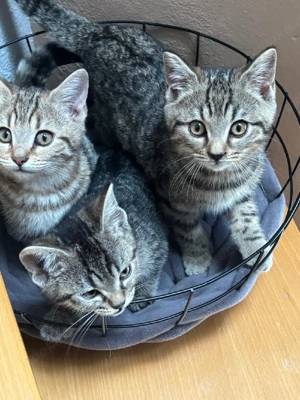 Bengal-BKH-Mix Kitten 