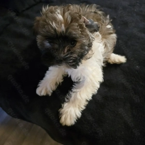 Bolonka Zwetna Welpen 