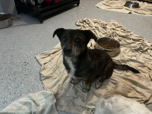 Millie sucht ihr glück 