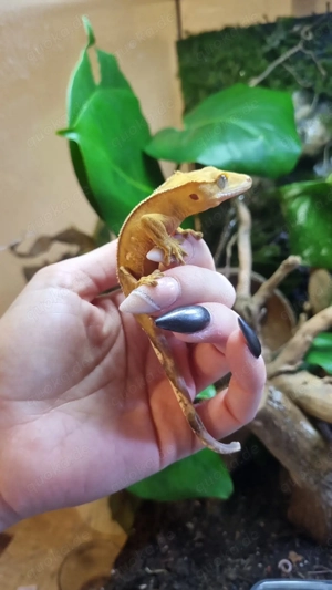 Kronengecko Nachzuchten   verantwortungsvoll abzugeben    (Privatverkauf im auftrag)