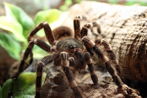 Acanthoscurria geniculata   Weissknie Vogelspinne