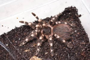 Acanthoscurria geniculata   Weissknie Vogelspinne