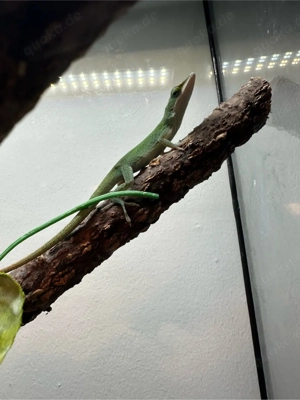 Rotkehlanolis inklusive Terrarium