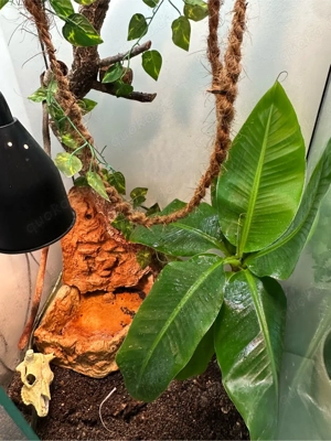 Rotkehlanolis inklusive Terrarium Bild 4