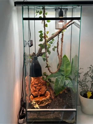 Rotkehlanolis inklusive Terrarium Bild 2
