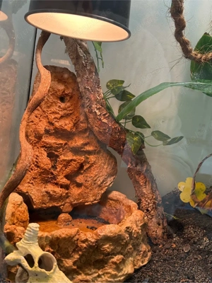 Rotkehlanolis inklusive Terrarium Bild 5
