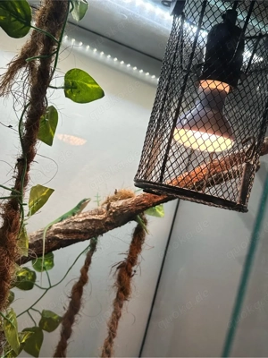 Rotkehlanolis inklusive Terrarium Bild 3