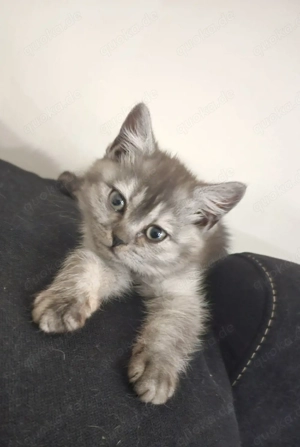 ab sofort abgabebereit  sehr verschmuste bkh kitten 