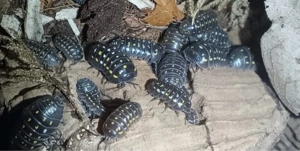 Armadillidium Frontetriangulum Asseln