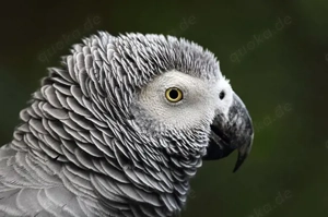 Suchen Graupapagei Pärchen