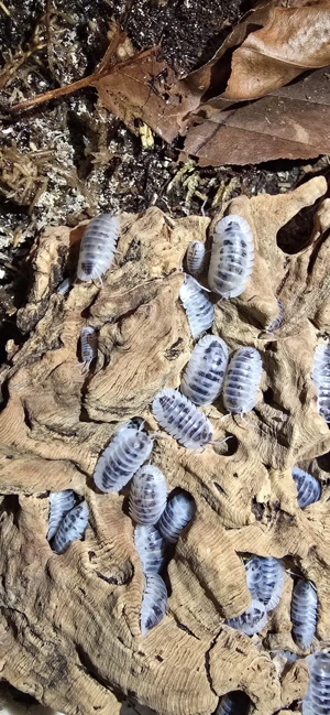 Nesodillo archangeli Asseln