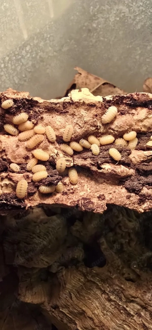 Cristarmadillidium Muricatum Asseln