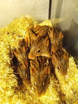 Afrikanische Streifengrasmaus Lemniscomys Maus Mäuse Streifengrasmäuse Zebra-Grasmaus