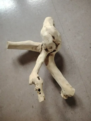 Java Kletterstange, Sitzstange  Bild 2