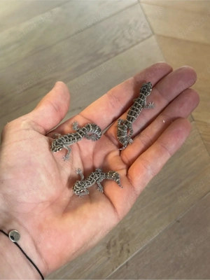 0.0.5 Hemidactylus imbricatus NZ25