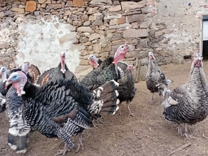 Wildputen und Wildputer von Juli 2025