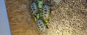 Testudo Horsfieldii Vierzehenschildkröten weiblich 