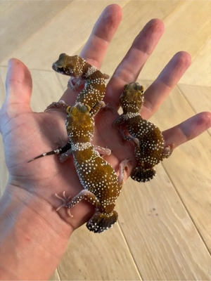 1.1 Underwoodiesaurus milii HYPO 