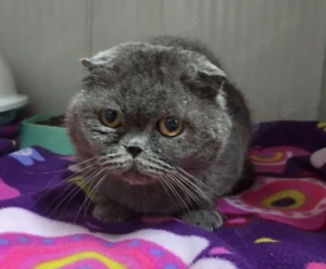 Schott. Faltohr Kater Bernardo sucht ein schönes, erfahrenes Zuhause