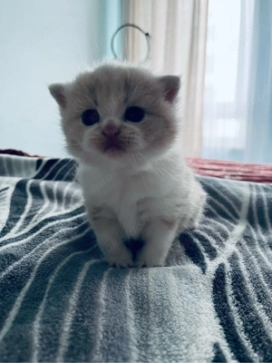 BKH-Mix Kitten Junge Abholbereit 