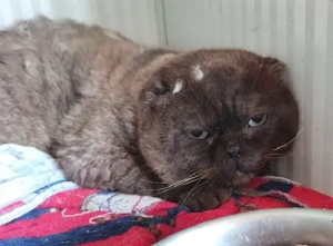 trauriger Schott. Faltohr Kater Santiago versteht die Welt nicht mehr