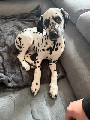 Dalmatiner zu vergeben 