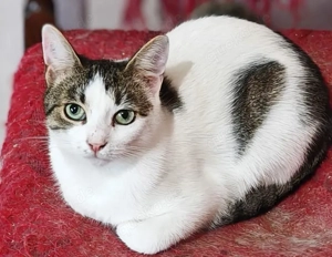 fröhliche junge Katze Leila sucht ein schönes Zuhause