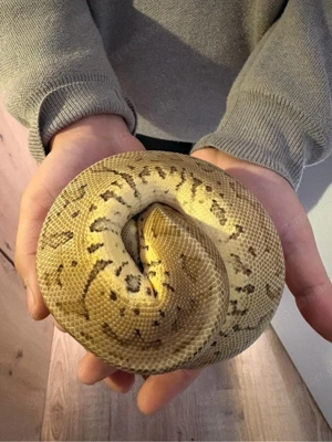 königspython 1.0 Cidnus Paskel Leogard Hojave Pinstrpe