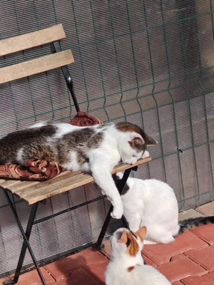 verschmuste und verspielte junge Katze Laura sucht ein schönes Zuhause Bild 3