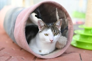 verschmuste und verspielte junge Katze Laura sucht ein schönes Zuhause Bild 5