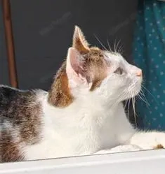 verschmuste und verspielte junge Katze Laura sucht ein schönes Zuhause Bild 8