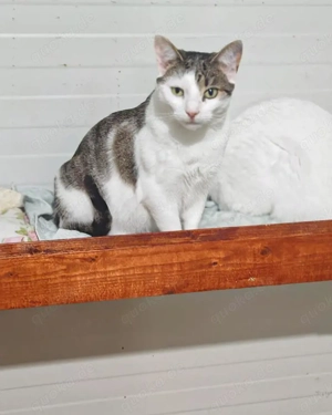 verschmuste und verspielte junge Katze Laura sucht ein schönes Zuhause Bild 4