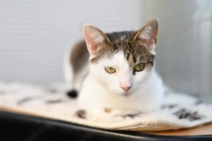 verschmuste und verspielte junge Katze Laura sucht ein schönes Zuhause