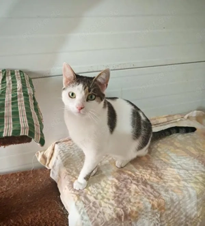 verschmuste und verspielte junge Katze Laura sucht ein schönes Zuhause Bild 9