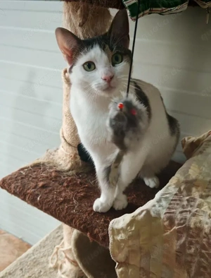 verschmuste und verspielte junge Katze Laura sucht ein schönes Zuhause Bild 2