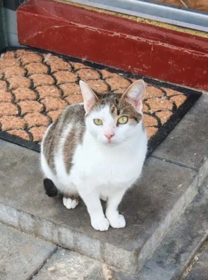 verschmuste und verspielte junge Katze Laura sucht ein schönes Zuhause Bild 10