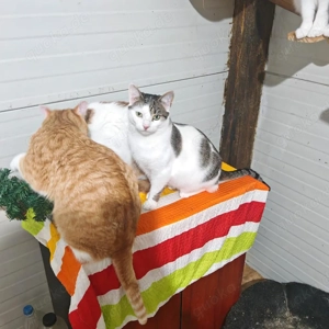 verschmuste und verspielte junge Katze Laura sucht ein schönes Zuhause Bild 7