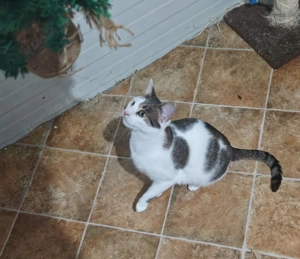 verschmuste und verspielte junge Katze Laura sucht ein schönes Zuhause Bild 6