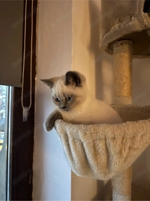 britisch kurzhaar kater