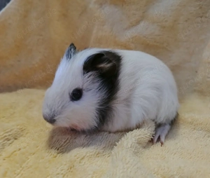 Meerschweinchen Glatthaar Böcke Männchen 