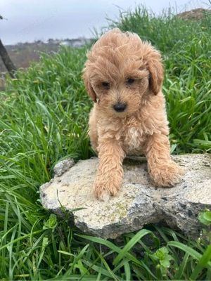 Maltipoo Welpen Hündin Rüden  Bild 5