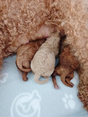 Maltipoo Welpen Hündin Rüden  Bild 6