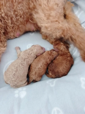 Maltipoo Welpen Hündin Rüden  Bild 4