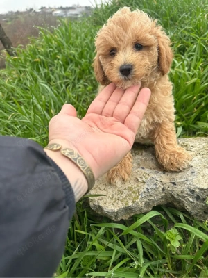 Maltipoo Welpen Hündin Rüden  Bild 3