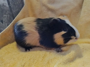 Meerschweinchen Böcke Glatthaar Männchen 