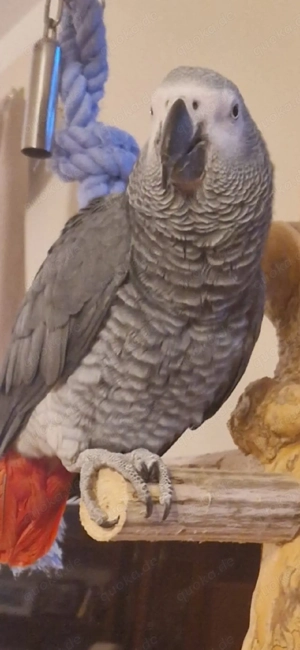 Kongo-Graupapagei männlich 