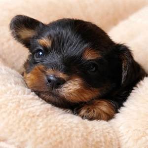 Yorkshireterrier Welpen