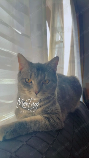 britische kurzhaar katze