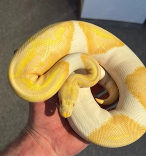 Albino Pied 1.0